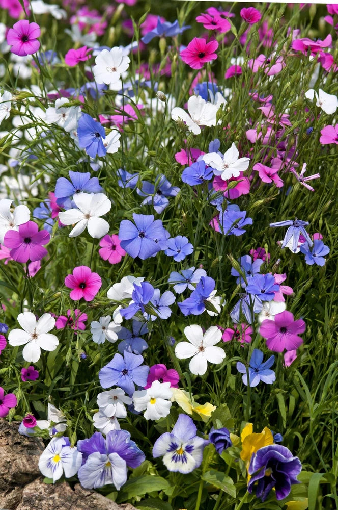 500 Oculata MIXED COLORS VISCARIA (Rose of Heaven / Rose Angel) Silene Coeli-Ros Flowering Plants