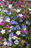 500 Oculata MIXED COLORS VISCARIA (Rose of Heaven / Rose Angel) Silene Coeli-Ros Flowering Plants