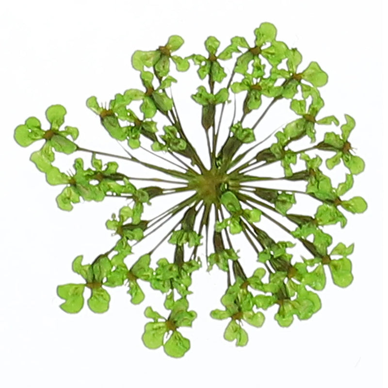 Green dried pressed flower sprig cluster with small leaflike petals