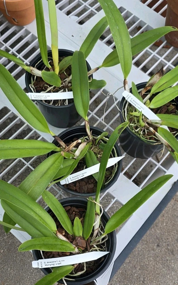 Fragrant orchid plant in black nursery pot with long green leaves and plant tags