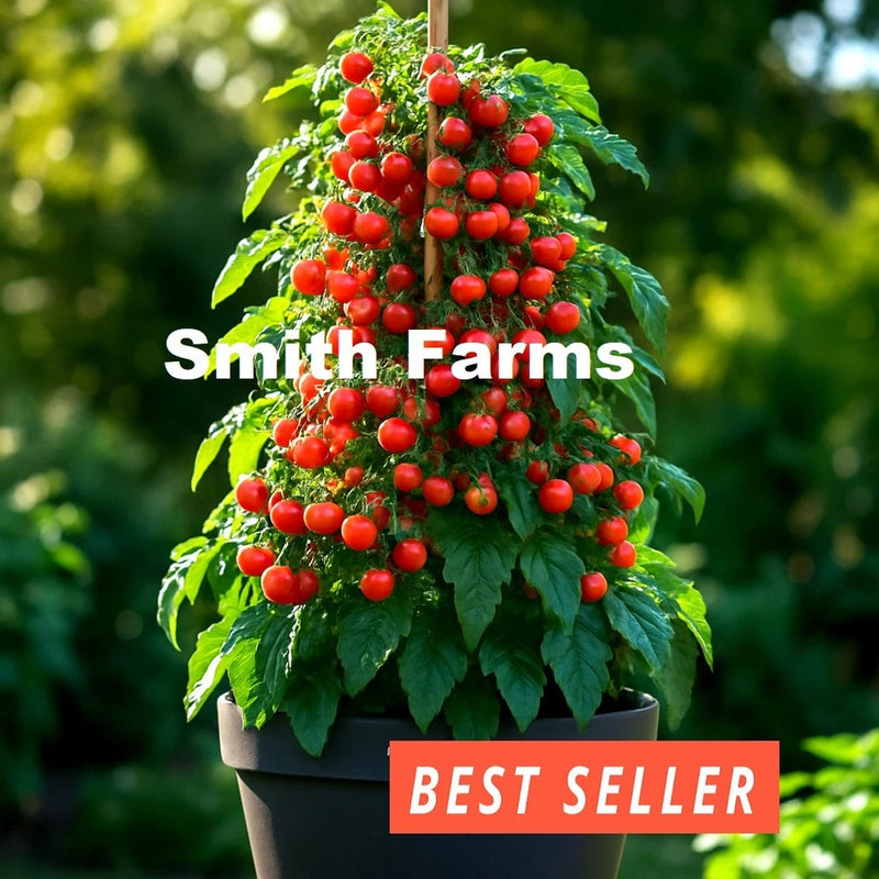 50+ Seeds Bucket Tomato Hybrid Juicy Easy to Grow Vegetable Garden Planting Pot Garden Plants