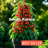 50+ Seeds Bucket Tomato Hybrid Juicy Easy to Grow Vegetable Garden Planting Pot Garden Plants