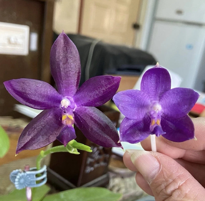 QA157 Phal. Mainshow Blue Tint x Phal. Mainshow Sapphire Orchids