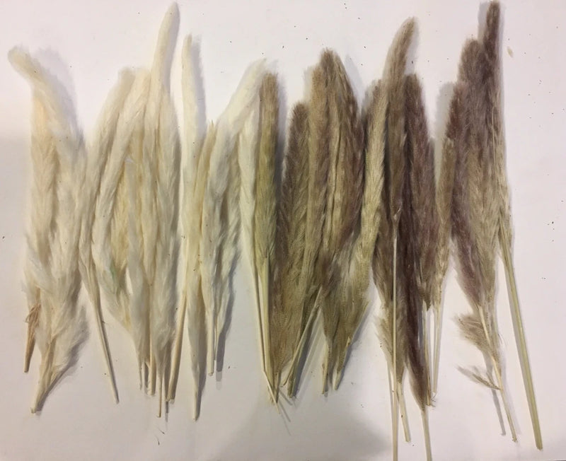 Pampas Grass Natural Dried Decor 29 pieces Wedding 12" -15" Dried Flower