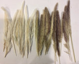 Pampas Grass Natural Dried Decor 29 pieces Wedding 12" -15" Dried Flower