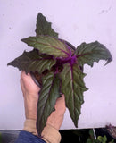 Purple Passion Plant, Gynura aurantiaca, Velvet Plant, In A 3.5Ó Pot Green Plant