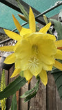 Yellow 1 epiphyllum cutting Orchids
