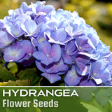 Elara Blue Hydrangea Seeds 85 or 250 Seeds Flower, Flower Seeds, Non GMO Hydrangea