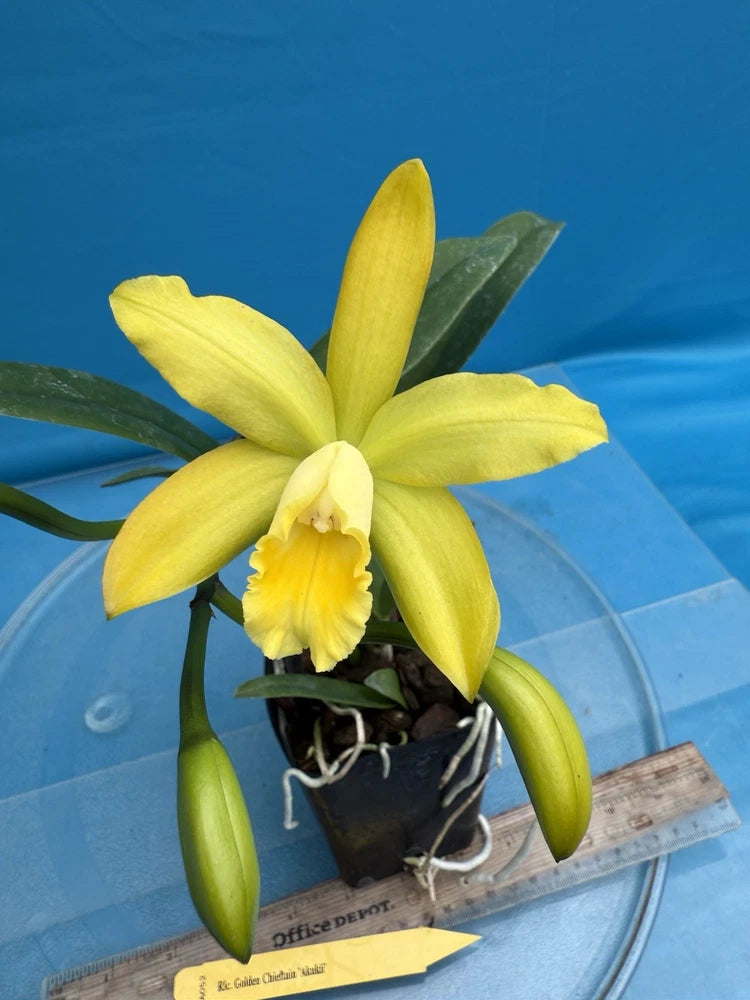 Yellow mericlone orchid with three petals and green leaves in a small pot
