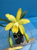 Blc Golden Chieftain ÔAkukiiÕ Yellow Gold Fragrant Mericlone Orchid 4Ó RePot Orchids