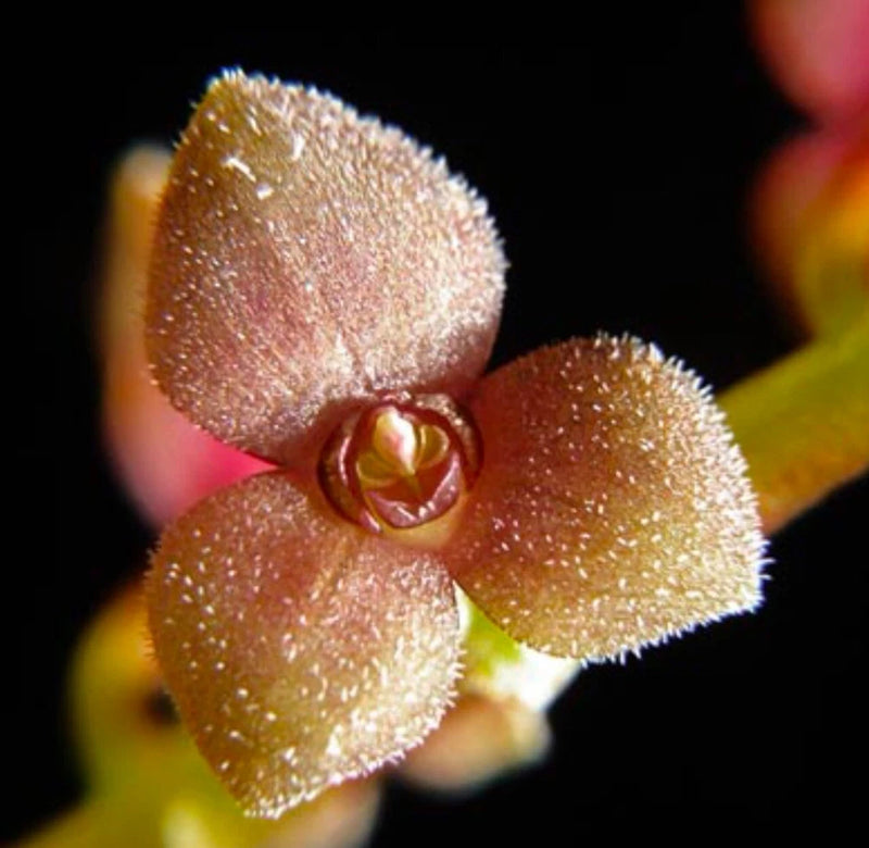 Fuzzy brown orchid flower with three rounded petals and red center