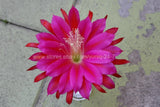 (1) Epiphyllum CUTTING X-Large Purple #2 Flower 8" Long Orchid Cactus Succulent Orchids