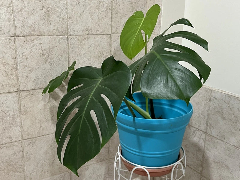 Large live monstera deliciosa plant with split green leaves in blue pot