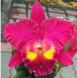 Live Orchid Plant --RIc. Sanyung Ruby 