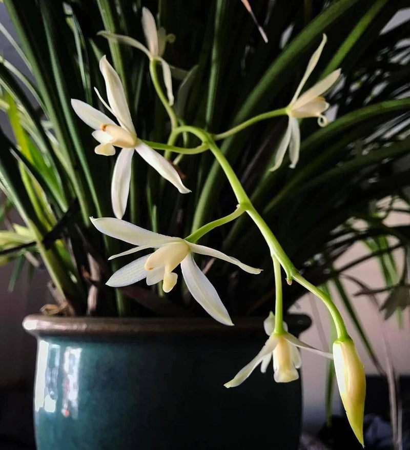 White Cymbidium orchid blooms on green stems in a dark pot