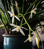 Cymbidium dayanum var. album BLOOM Size. HIGHLY FRAGRANT SP. Crystalline White! Orchids