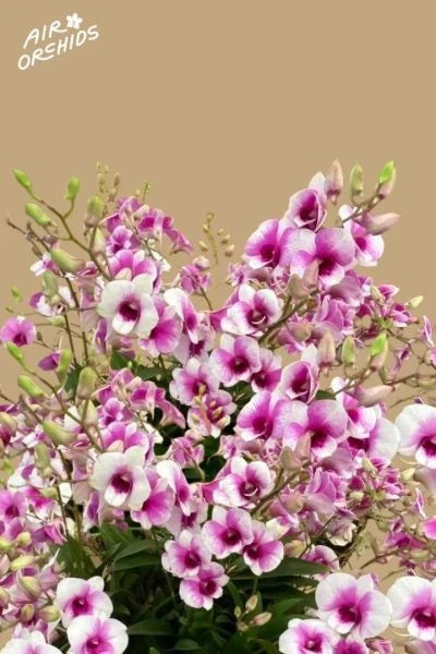 (727-1) Den.Kitty Pink         FS Orchids