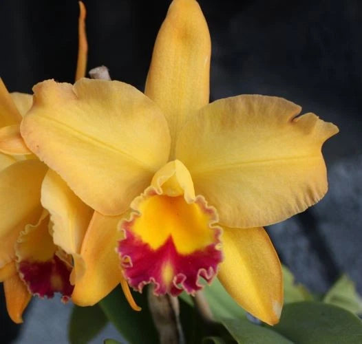 Orchids Laelia Cattleya Pot. Aussie Charm Orchids