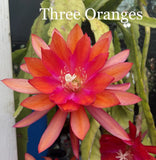 THREE ORANGES Epiphyllum Orchid Cactus Succulents Orchids