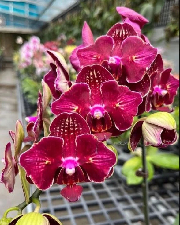 Phalaenopsis orchid spike with magenta cherry-bomb flowers and speckled petals