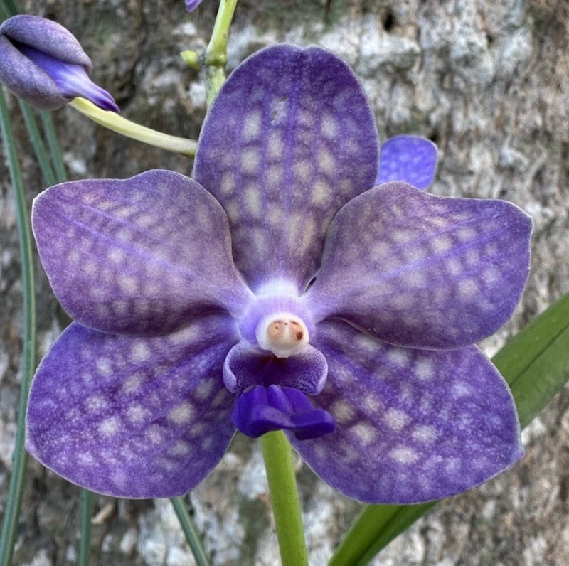 Neofilata. IN BLOOM. Orchid. Orchids