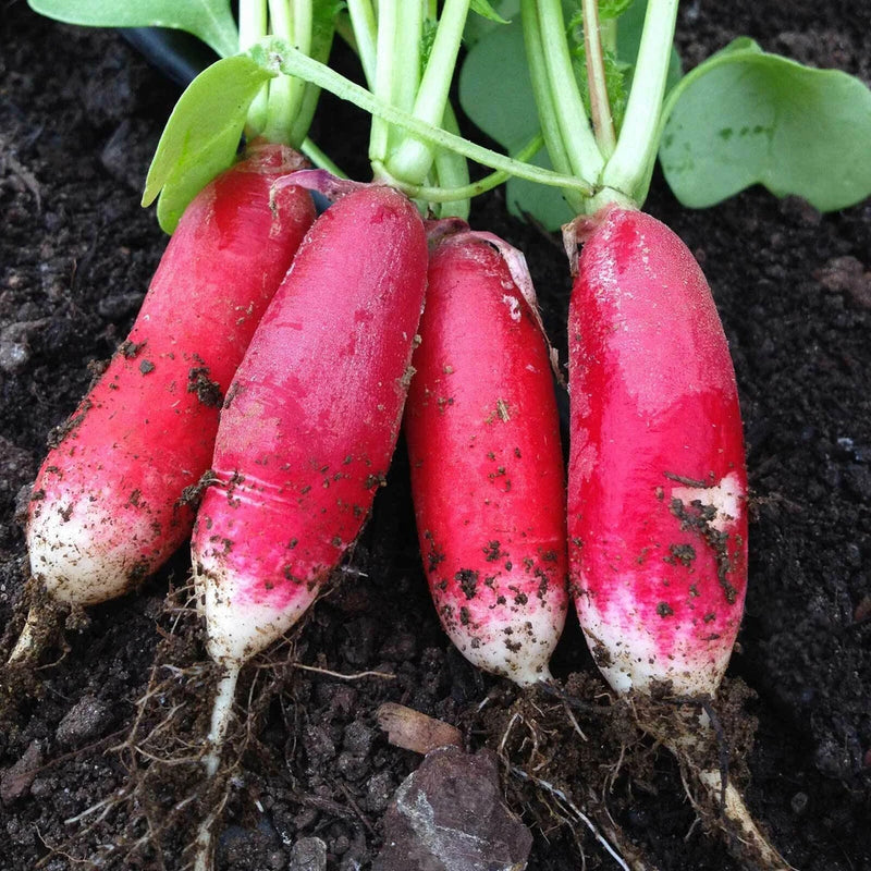 700+ CHINA ROSE SPROUTING RADISH SEEDS FRESH FOR GARDENS Garden Plants