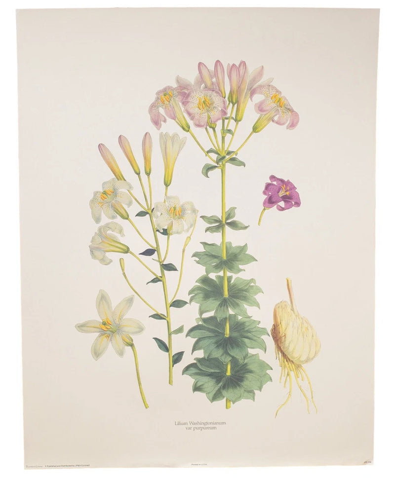 Vintage lithograph, Pink Lilies, 1870s antique design,  H.J. Elwes Lily
