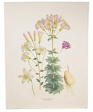 Vintage lithograph, Pink Lilies, 1870s antique design,  H.J. Elwes Lily