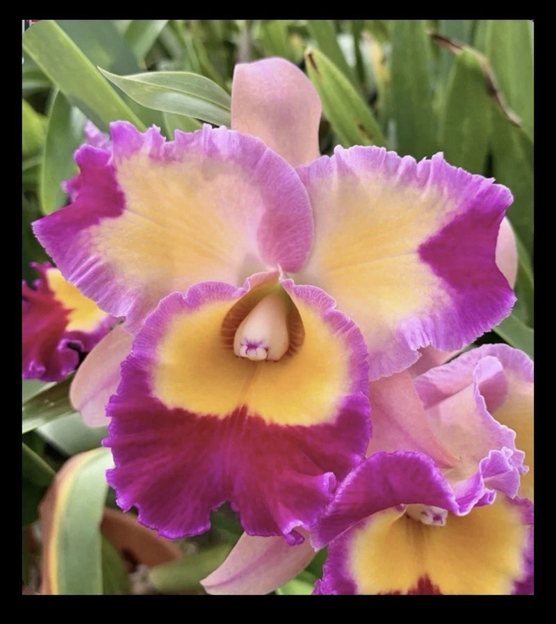 Pink-yellow fragrant orchid with purple ruffled petals