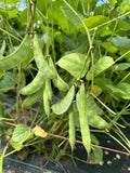 Country Bean IPSA -2 || Medium Plant  Bangladeshi Shim || Short Season 8 Seeds Flowering Plants