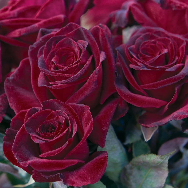 Black Baccara Rose 1.5 Gal Pot, Fragrant Reblooming Hybrid Tea Burgundy Flowers Garden Plants