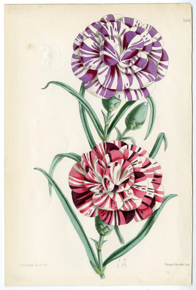 Antique botanical print with two striped carnation flowers, purple and red petals