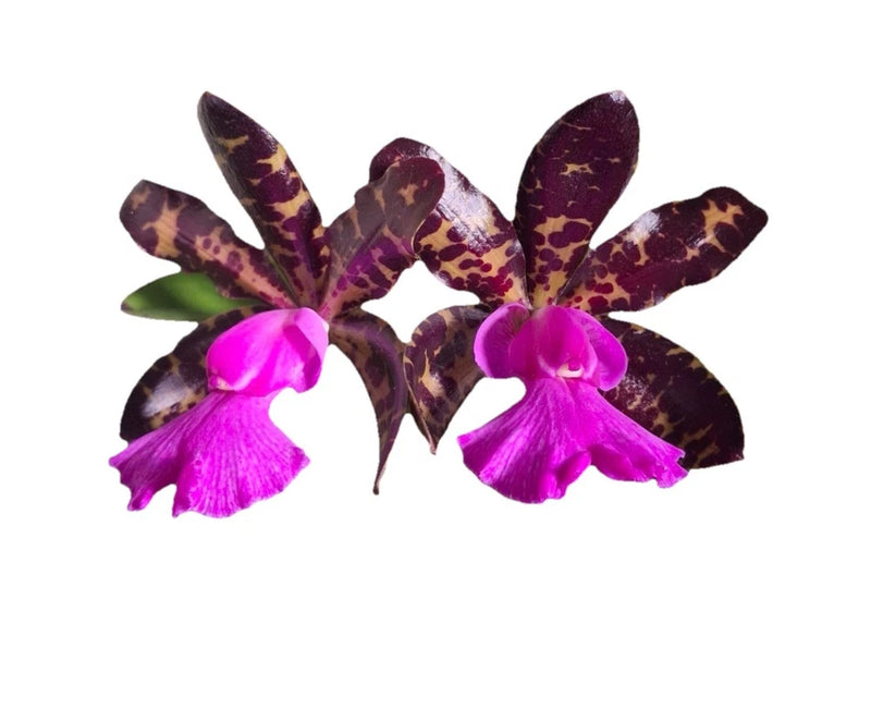 Fragrant spotted orchid hybrid with magenta blooms and dark speckled petals