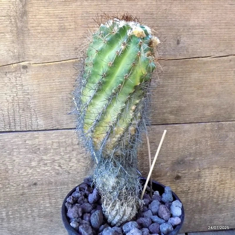 D5494 PARODIA MAASSII pot17-H30-W9 cm MaMa Cactus Green Plant