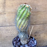 D5494 PARODIA MAASSII pot17-H30-W9 cm MaMa Cactus Green Plant