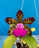 Cattleya Waikiki Jungle X Landate Spotty Charm Large Fragrant Flowers 2Ó Pot Orchids