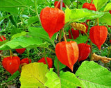 50 CHINESE LANTERN SEEDS - Physalis alkekengi Garden Plants