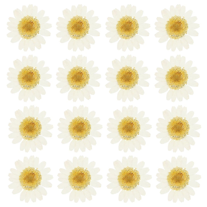 48 Pcs Dried Pressed Flower Natural Dried Daisy Flower,Dye White Daisies