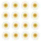 48 Pcs Dried Pressed Flower Natural Dried Daisy Flower,Dye White Daisies