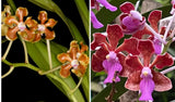 NEW HYBRID  V limbata   X V. hindisi   Fragrant Orchids Seedling Orchids