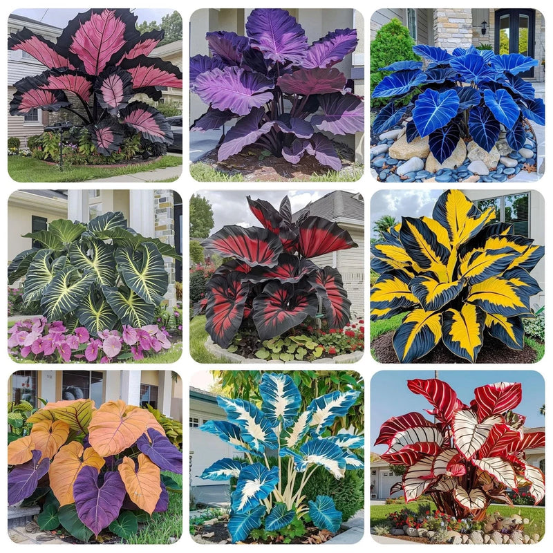 Perennial Hosta Flower Seeds - 200+ Seeds for Outdoor Garden Planting Lily