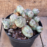 D1535 EUPHORBIA PSEUDOGLOBOSA COMPACT pot18-H13-W21 cm MaMa Cactus Green Plant
