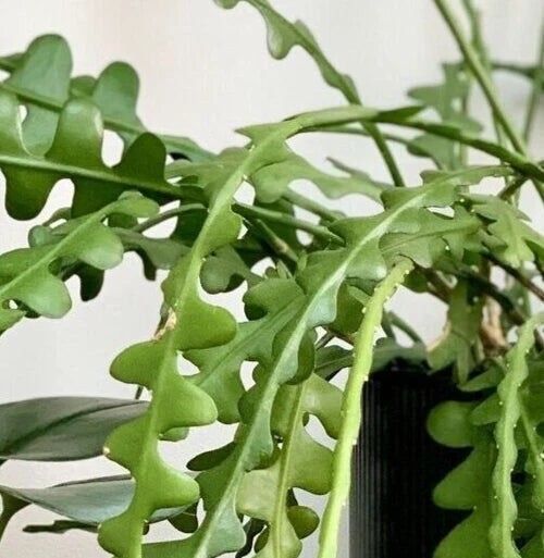 Ric Rac cactus cutting with green leaf-like segmented stems