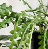 Cutting - Epiphyllum anguliger 'Ric Rac Cactus' - 4-6 INCHES Unrooted Plant,to Orchids