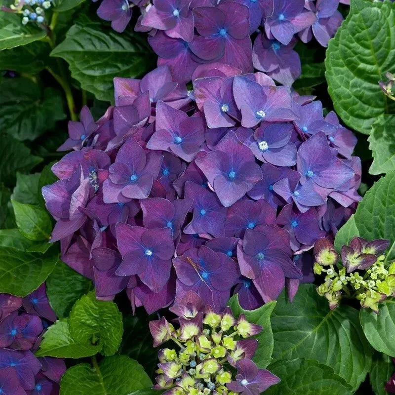 6 Live/Fresh Cuttings of Heirloom PURPLE Hydrangea  Bush 6" Cuttings Flowering Plants