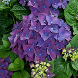 6 Live/Fresh Cuttings of Heirloom PURPLE Hydrangea  Bush 6" Cuttings Flowering Plants