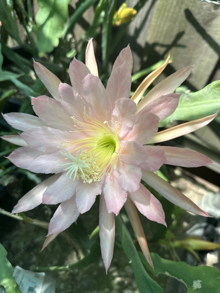 Pink epiphyllum orchid flower with pale petals and yellow-green center