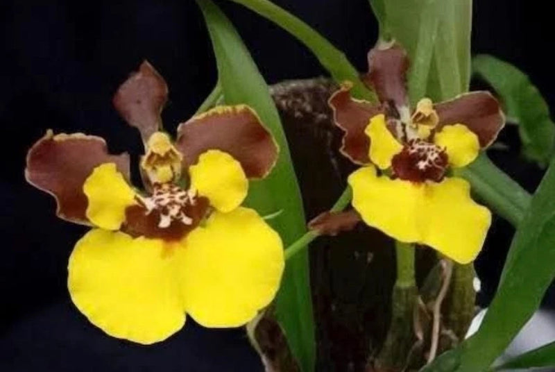 Oncidium (Gomesa) croesus. Large healthy blooming size miniature oncidium orchid Orchids