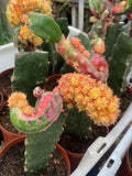 Hylocalyciumsingulare cactus Succulent plants potted Garden Bonsai Plants Garden Plants