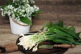 10 Seeds RAMSONS / WILD Bear GARLIC Allium Ursinum Vegetable Herb White Flower Flowering Plants
